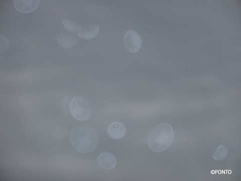 水中に浮遊するクラゲの写真
