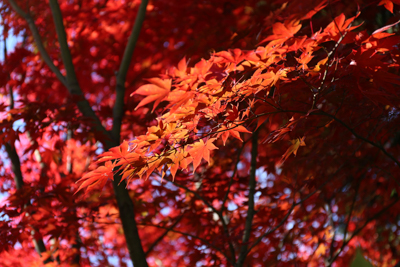 暗い林の中で光が差し込んで輝く紅葉の写真