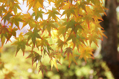 日陰に生えた紅葉の写真
