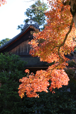 古い家屋を背景に輝く紅葉を撮った写真