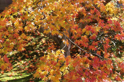 大きく葉を拡げて生える紅葉の写真