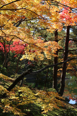 太くて力強く生える黄色い紅葉の大木の写真