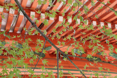赤い山門を背景にした楓の写真