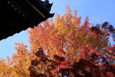 境内に大きく生える紅葉の写真